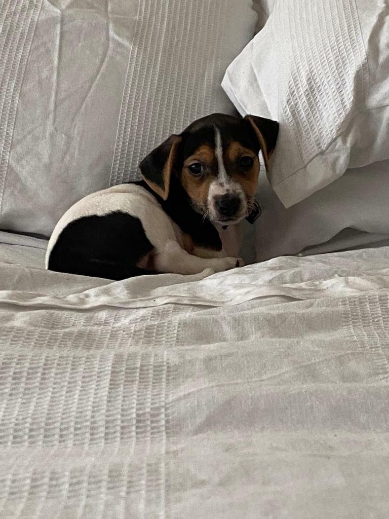 jack russell puppies for sale wirral